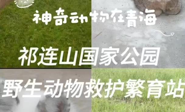 Hidden among the Qilian Mountains lies a special 