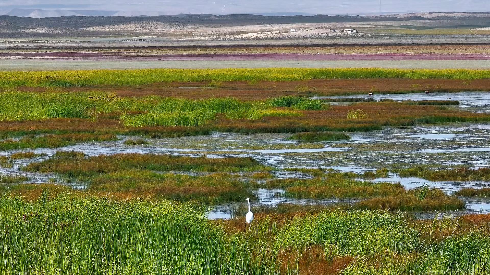 Migratory birds bring Qinghai wetland to life in autumn