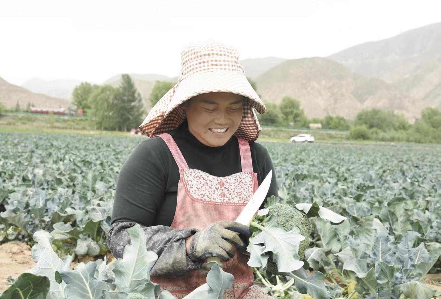 The beautiful scenery of smart agriculture in Qinghai