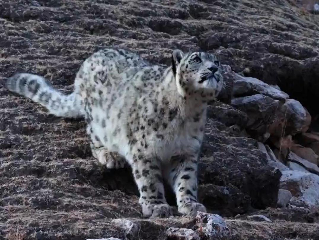 Snow leopards roam Qinghai mountains in search of prey