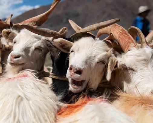 Herdsmen milk sheep in Rutog County, China\'s Tibet