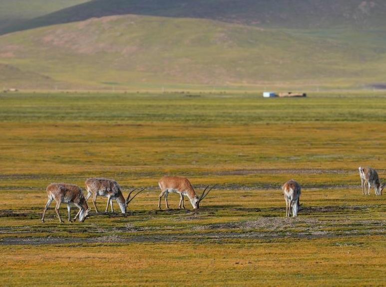 Over 300 cultural relic sites newly found in China's Xizang