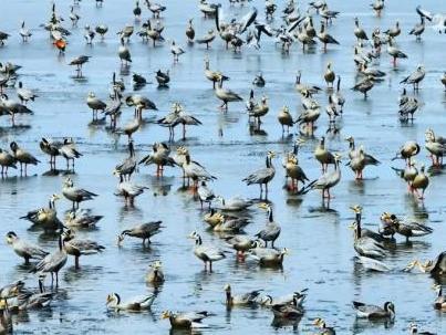 Migratory Birds Gather at the Source of the Yellow River