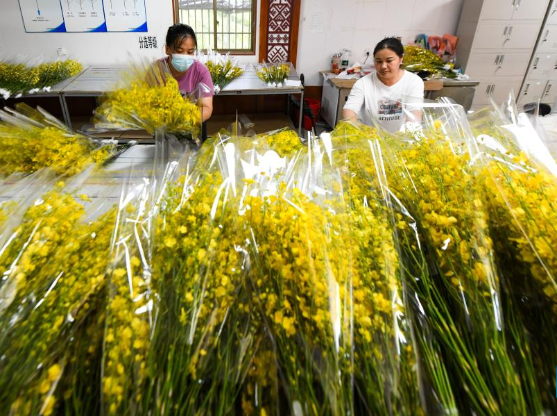 Orchid industry boosts rural revitalization in Da'an, Hainan