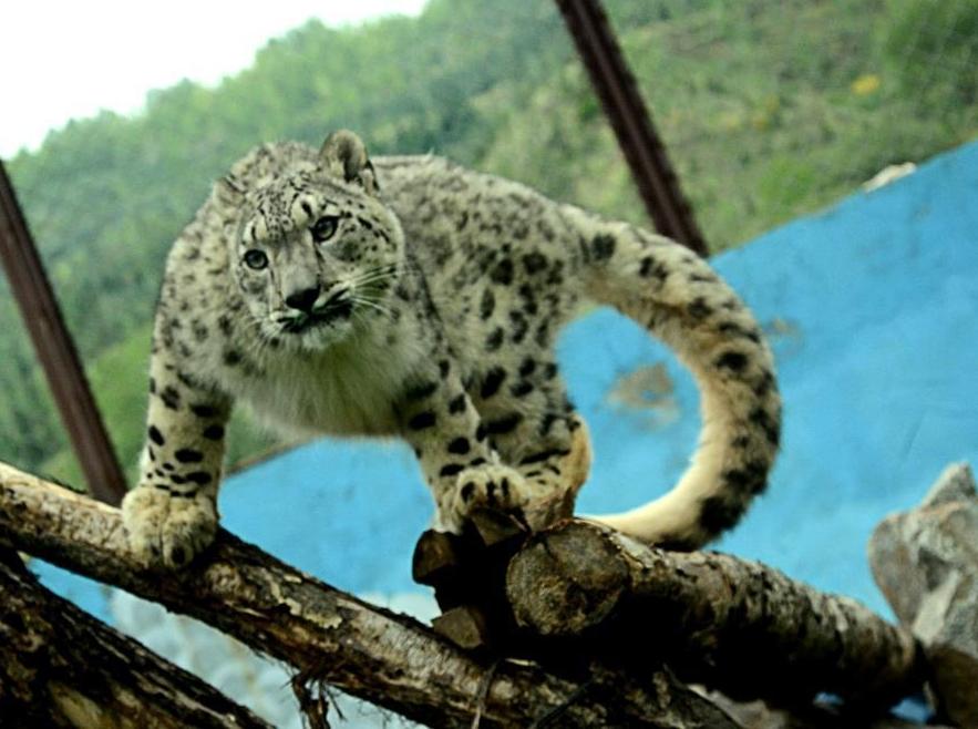 China's snow leopard capital champions breeding, rescue