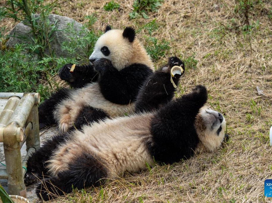 Giant panda birthday season event held in China's Sichuan