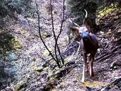 Smart system enhances protection of wildlife