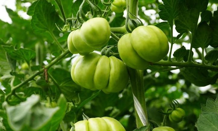 Science and technology courtyard brings expertise to farmers in Beijing