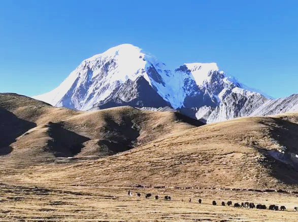 Ecological guardians serve on the roof of the world in NW China