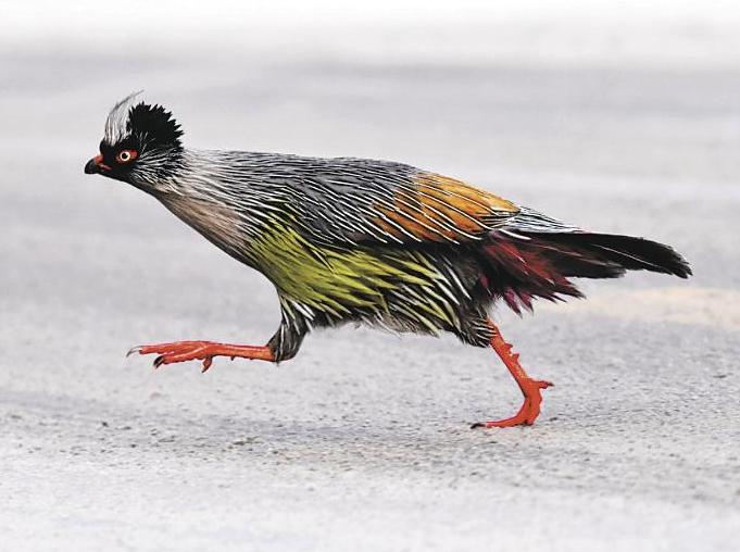 Animals get a second chance at life