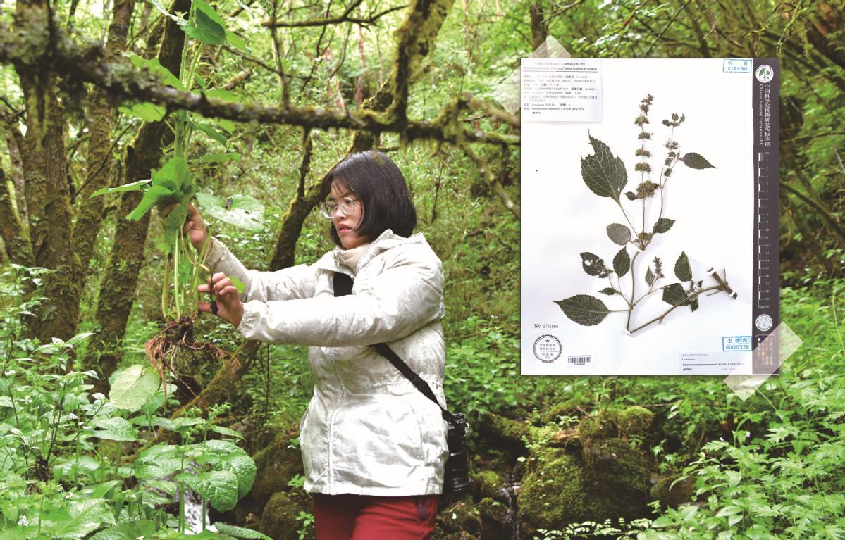 Young researcher discovers new plant genus in Xizang