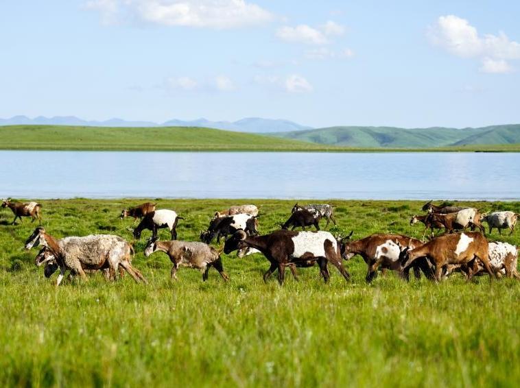 Chinese scientists reveal impact of waterlogging on alpine meadow soil
