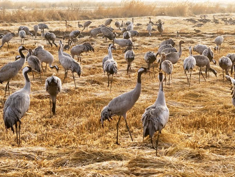 Wetland park turns into paradise for migratory birds in NW China's Ningxia