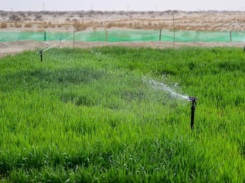 China expands green belt around its largest desert