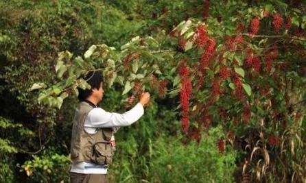 Shanghai seed bank hits 100 million samples in biodiversity conservation push