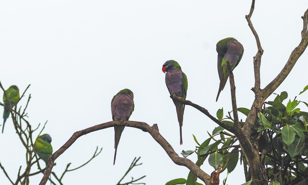 Yunnan village makes pretty profits from parading parakeets