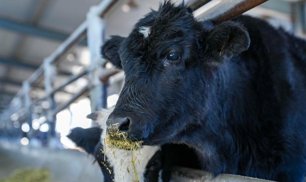 Cloned Zhangmu calf survives in good health in Lhasa, China's Xizang