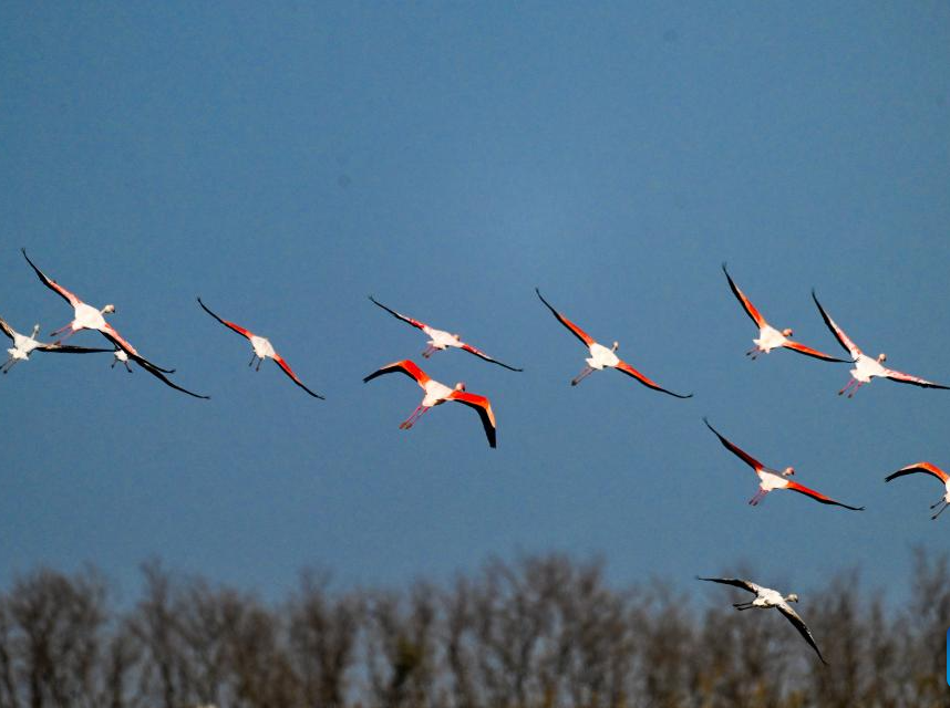 Flamingos winter in Yancheng City, E China's Jiangsu<br>