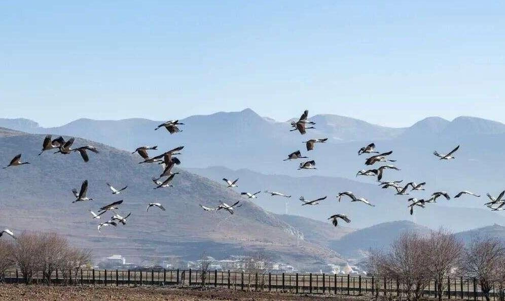 Diqing Prefecture has made new achievements in the protection of wildlife and plants