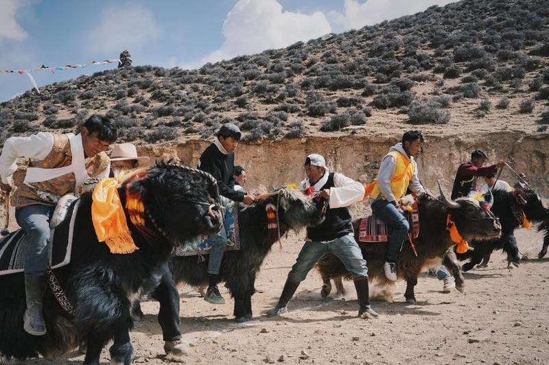 Tibetan New Year's Joy: Yak Racing Thrills on the Third Day