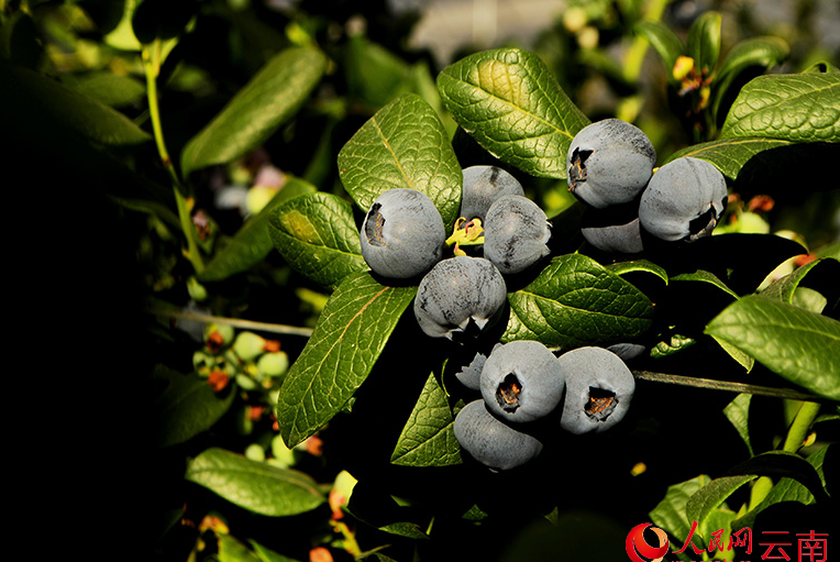 Digital technology boosts blueberry cultivation in SW China's Yunnan