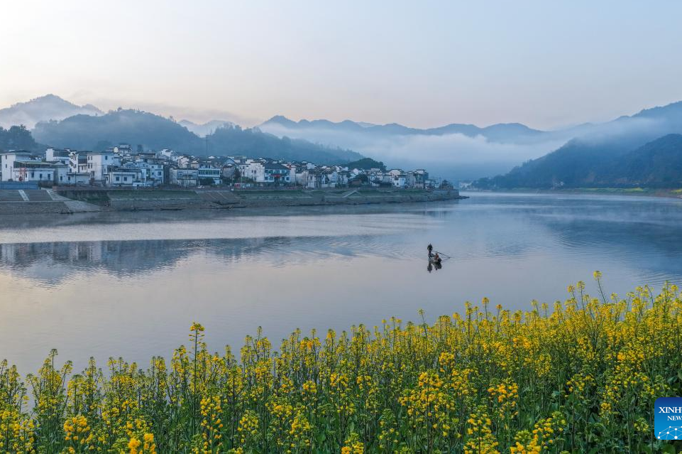 Rapeseed flowers along Xin'an River enter blooming season in China's Anhui