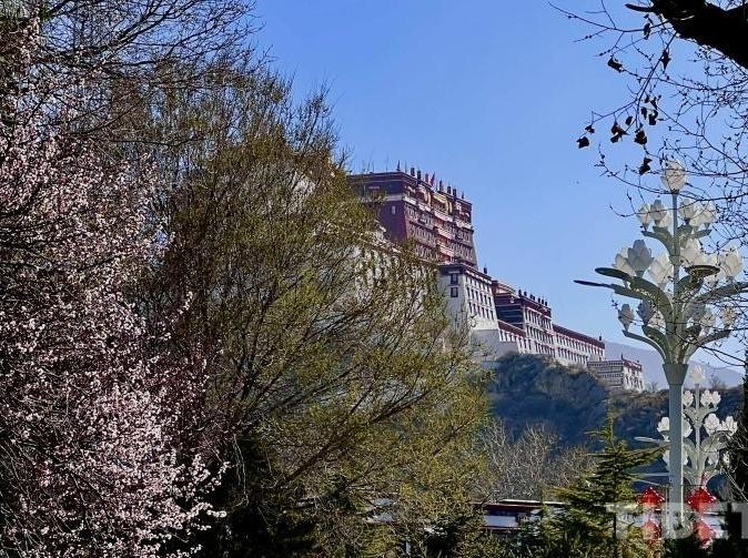 At the foot of the Potala Palace, spring has quietly arrived