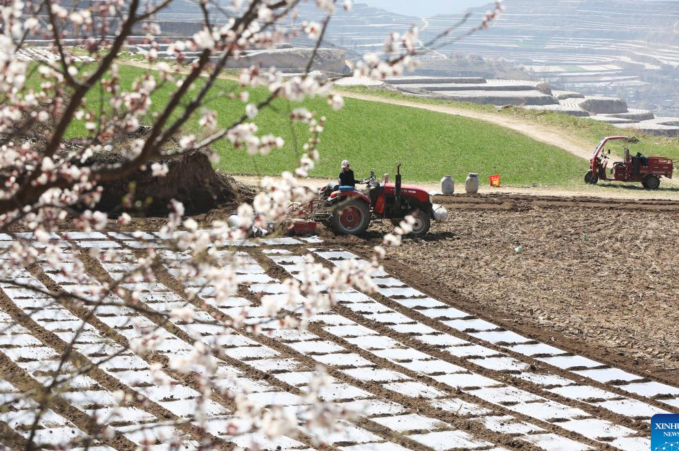 Farmers busy with spring plowing in China's Gansu