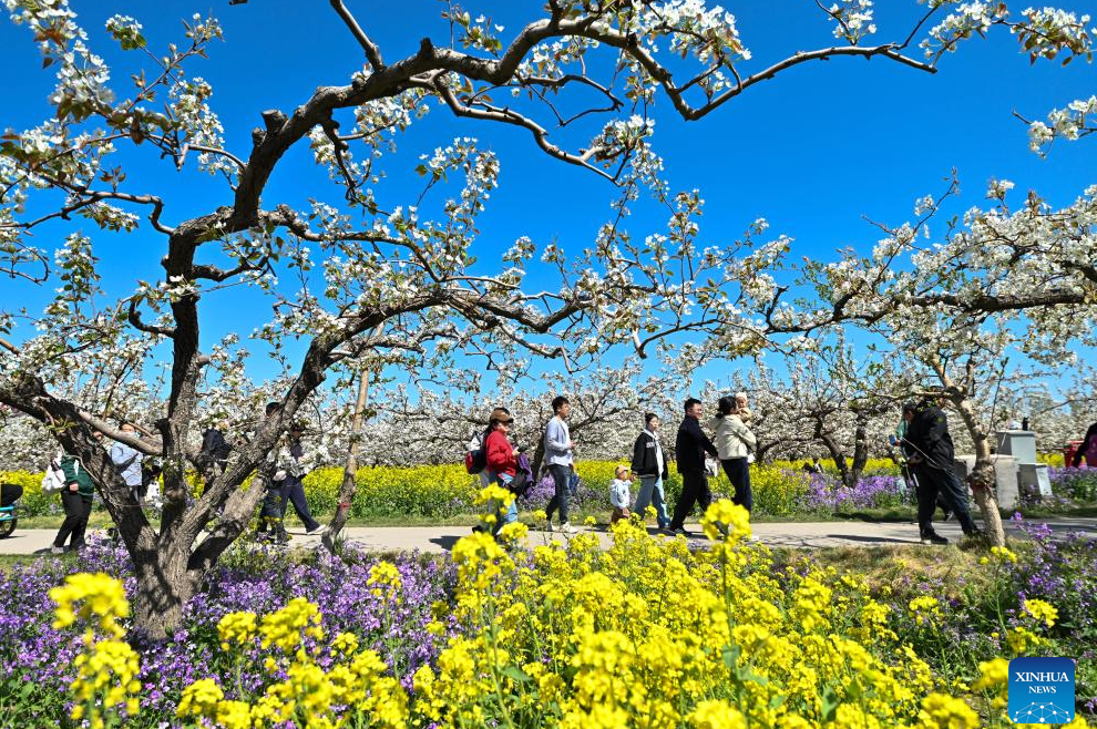 Pear blossoms attract tourists in Jinzhou City, China's Hebei