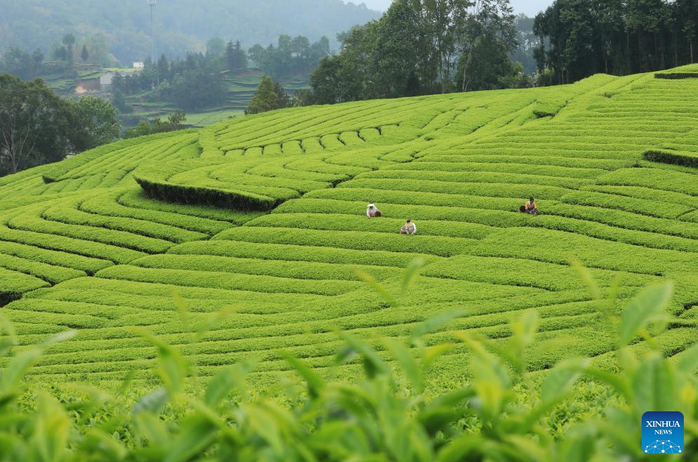 Tea harvest in full swing across China
