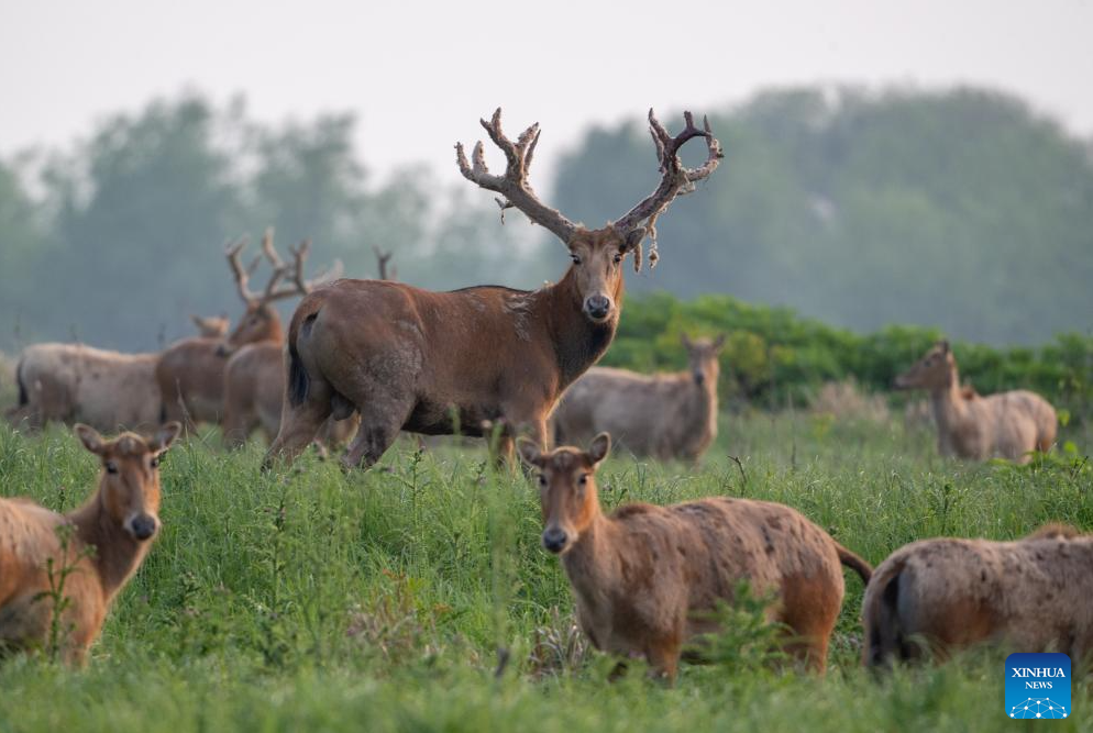 National nature reserve in China's Hubei becomes ideal habitat for milu deer