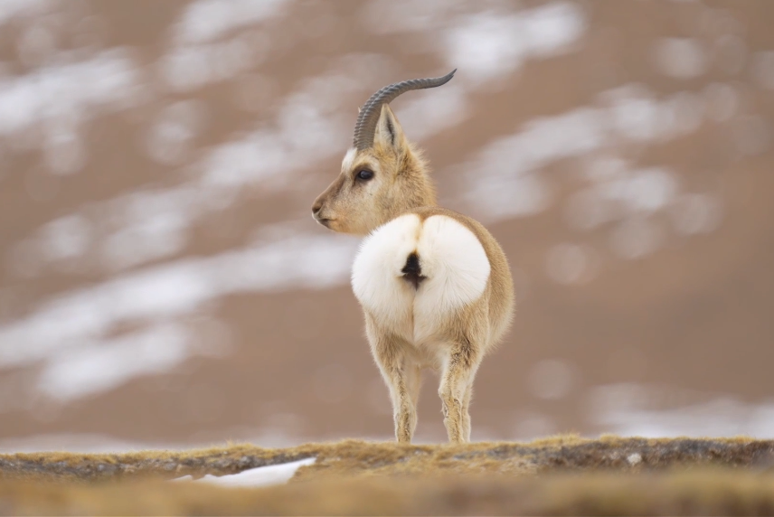 Outstanding achievements have been made in the conservation of biodiversity in the Qilian Mountains.
