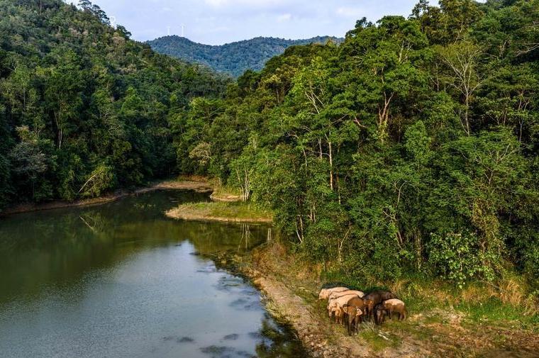 Ecological barrier consolidated in S China's Xishuangbanna