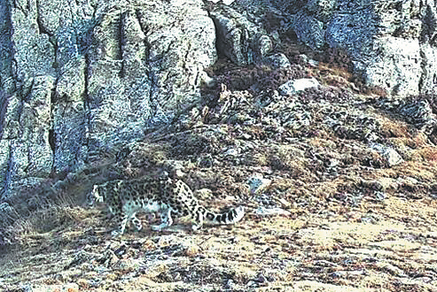 Snow leopard sighting a conservation success