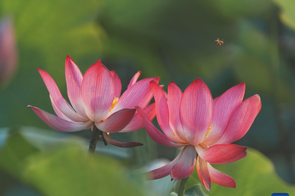 Lotus blooms brighten summer landscapes across China
