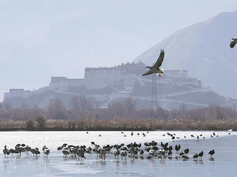 Guardians of the plateau help revive Xizang's wildlife and ecosystems