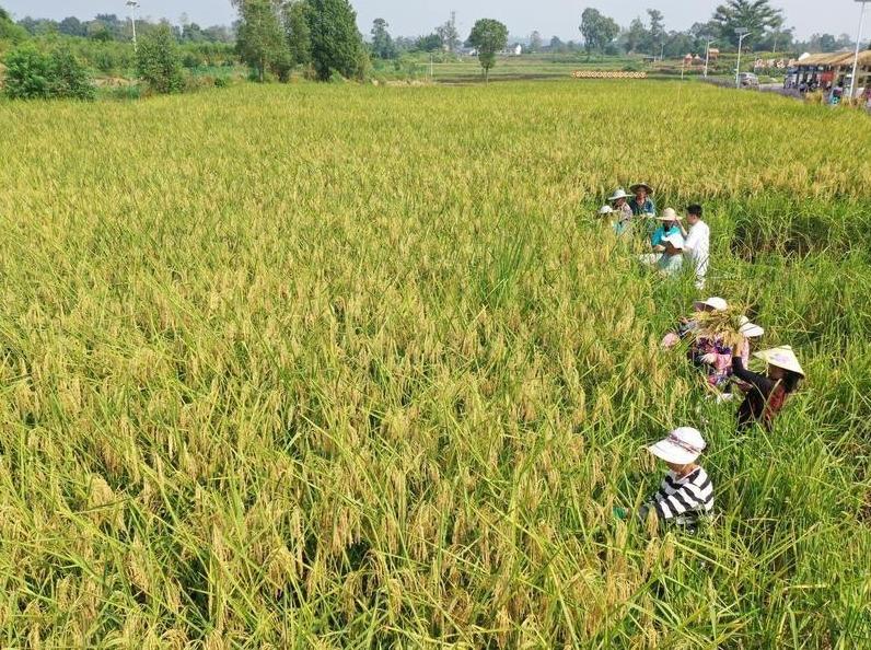 Chinese researchers achieve breakthrough in hybrid rice cloning