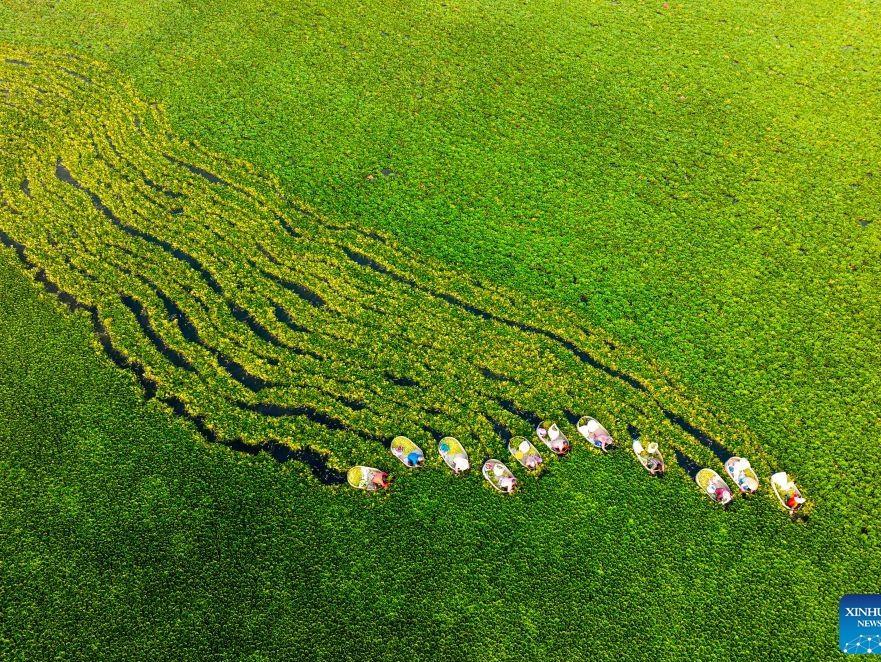 Agricultural products harvested across China