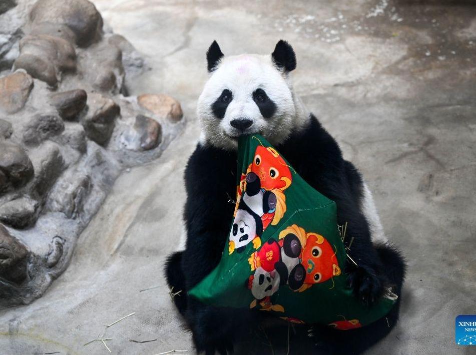 Giant panda Xing Mei celebrates 15th birthday in Tianjin