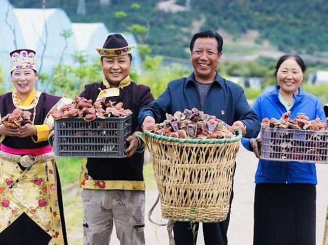 Family farm develops Lingzhi mushroom industry in Milin, China's Xizang