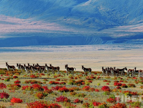 Tibet: leave nature to wild animals