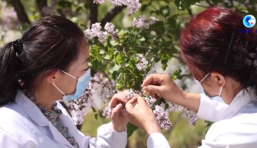 GLOBALink | Chinese experts blaze trail in cultivating lilacs on Qinghai-Tibet Plateau