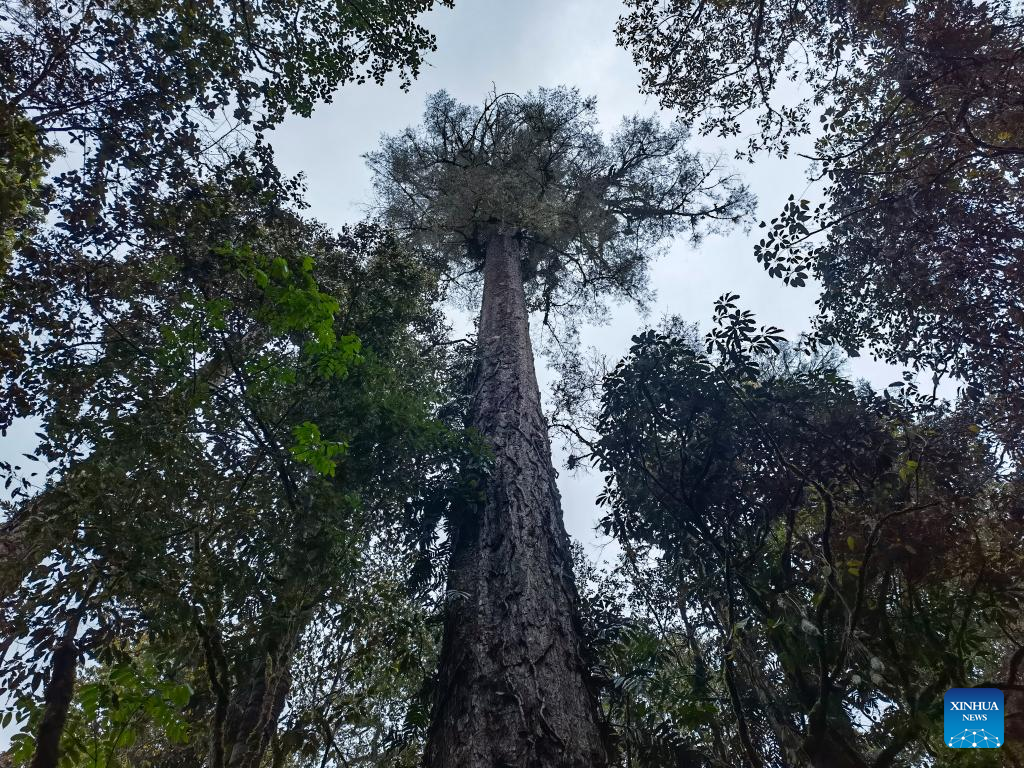 Chinese mainland registers tallest tree in Tibet