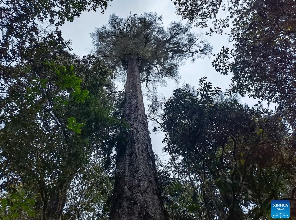 Chinese mainland registers tallest tree in Tibet