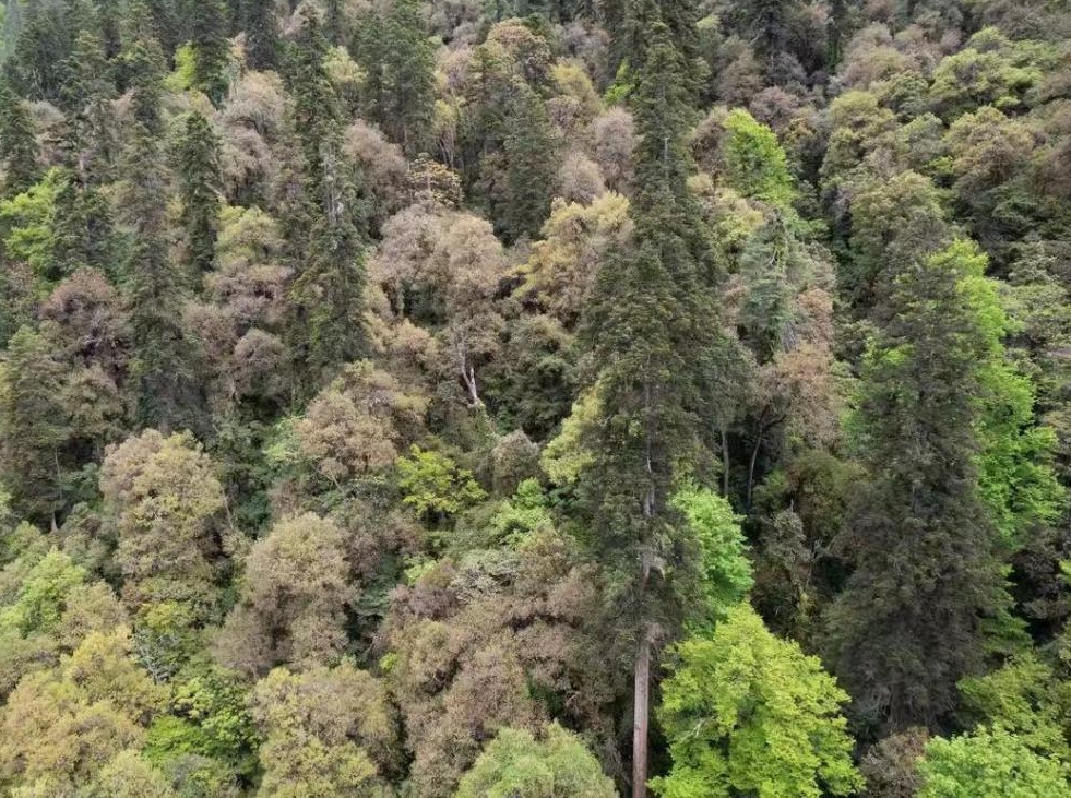 China's tallest tree found in Tibet