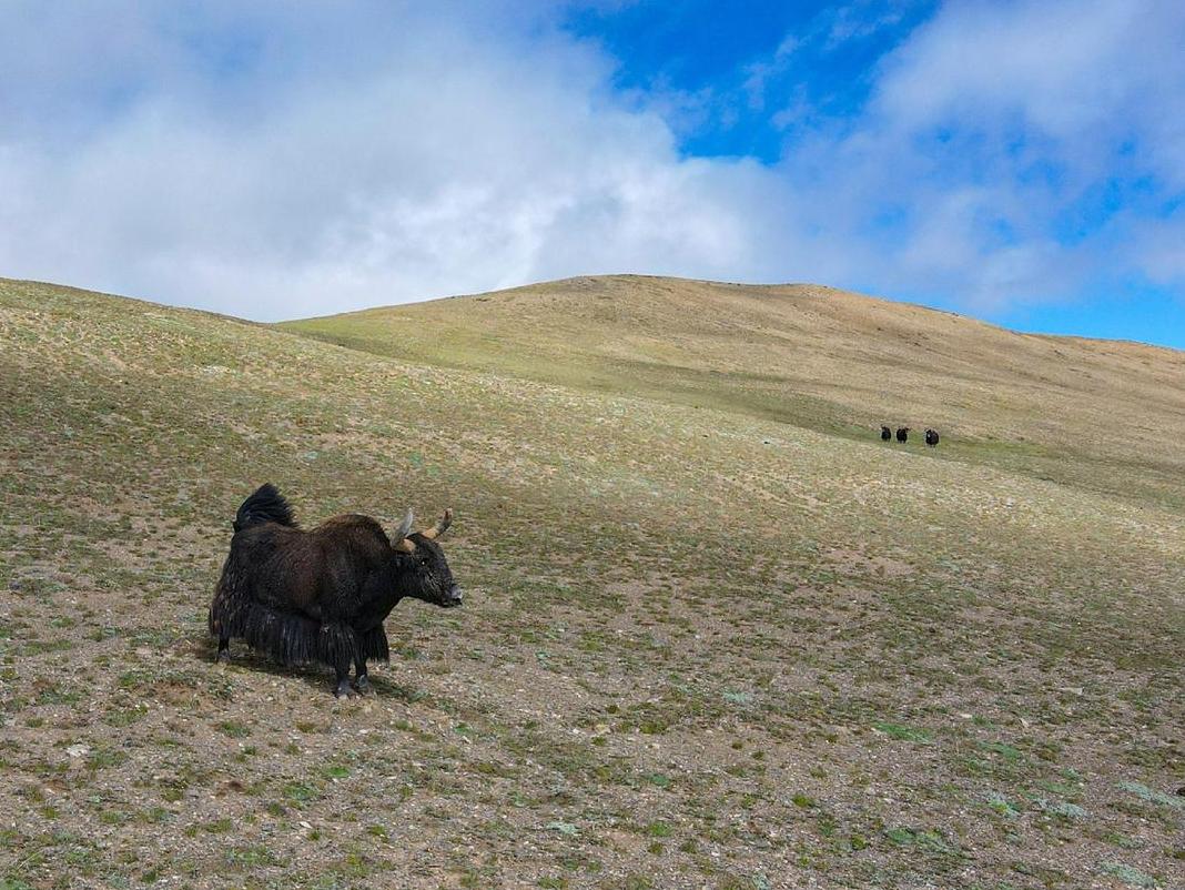 Chinese researchers reveal yak adaptation secrets