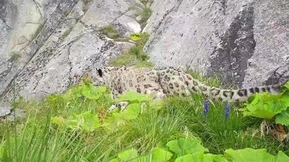 Snow leopard spotted in China's giant panda national park