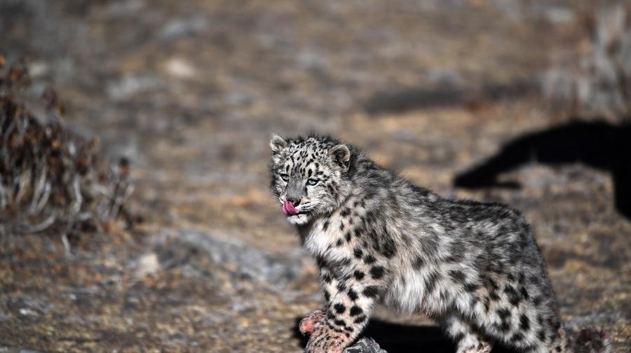 Snow leopard cub released into wild in Tibet