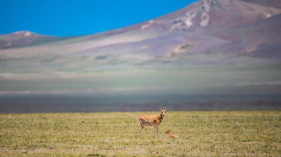 Protection efforts make Tibet a paradise for wildlife, human