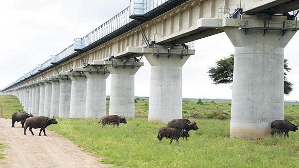 Railway in harmony with wildlife conservation